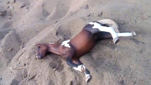 Приключение в пустыне