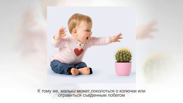 10 мест в квартире, куда ЛУЧШЕ НЕ СТАВИТЬ комнатные растения