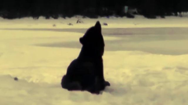 Руставели "АКЕЛА" (unofficial fan video)