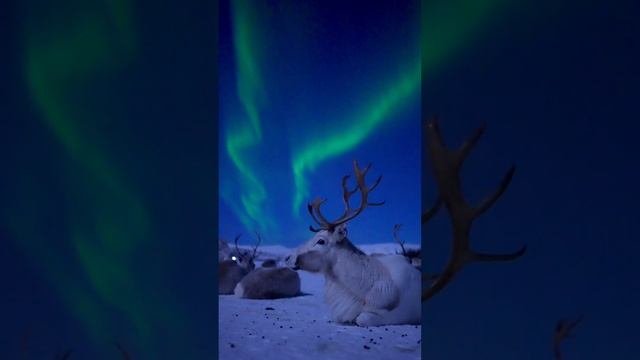 Где-то в Норвегии