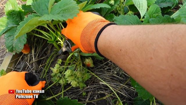 НЕ ОБРЕЗАЙТЕ УСЫ У КЛУБНИКИ ПОКА НЕ ПОСМОТРИТЕ ЭТО ВИДЕО