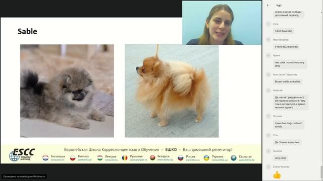 Домашние животные в нашей жизни  How pets make our lives better