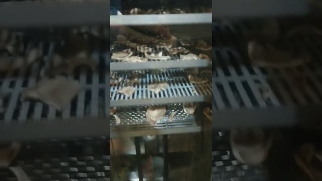 Сушка грибов в дегидраторе.
