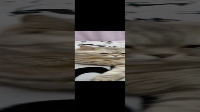 Пушочек???