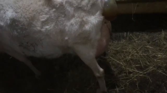 Окот козы.Помощь козе при окоте.Коза скоро окотится! 18+