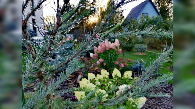 Хвойный сад!🌲Обзор!🍁 Поливаю! ☔15 сентября 2024г