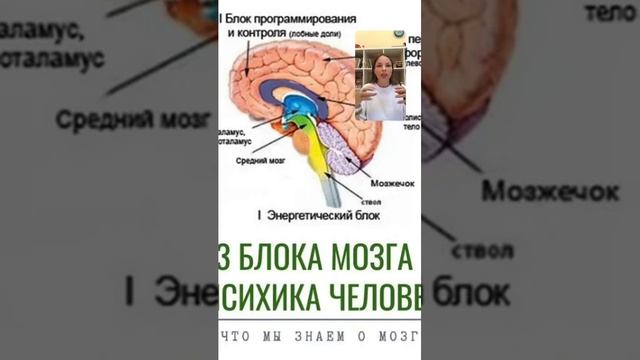 О трех функциональных блоках мозга