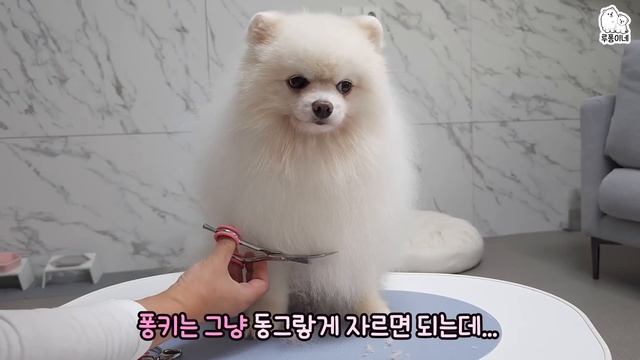 강아지 미용을 유튜브로 배우면 생기는 일