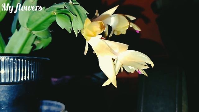 Как поливать Декабрист?Полив во время цветения.