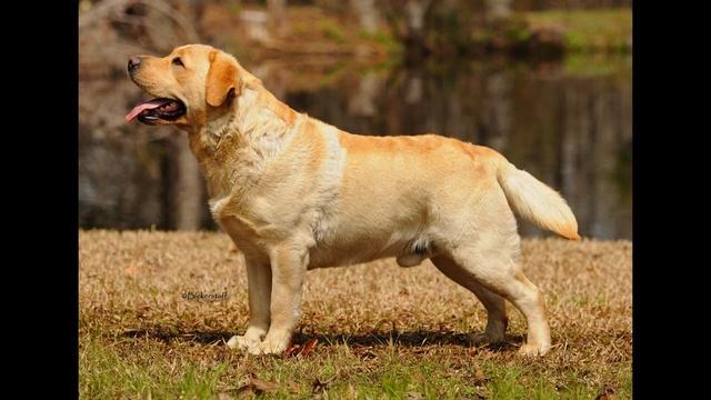 Что такое костяк?