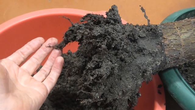 ДЕНЕЖНОЕ ДЕРЕВО ТОЛСТЯНКА Что делать если опадают листья