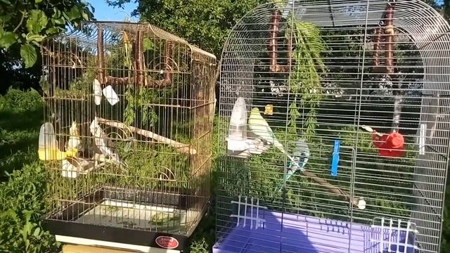 Кореллы и волнистые попугаи на природе