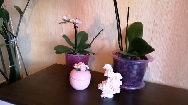 Мои комнатные растения в интерьере.