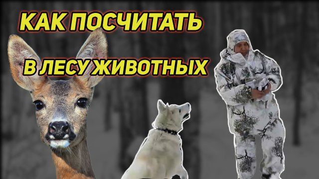 КАК ПОСЧИТАТЬ В ЛЕСУ ЖИВОТНЫХ. ПРОСТОЙ И ЭФФЕКТИВНЫЙ СПОСОБ УЧЕТА.
