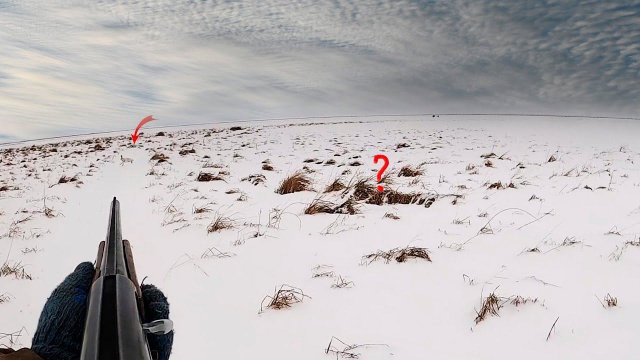 ОХОТА на ЗАЙЦА 2024. Вытропил двоих.