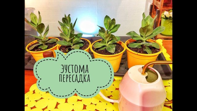 Дачные сезоны с Мариной Рыкалиной Пересаживаем рассаду эустомы