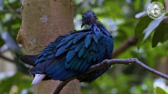 Nature Sound Most Colorful Birds In The World Nature Sound #wildlife #trending