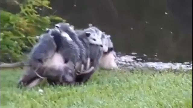 Смешные оппосумы funny possum