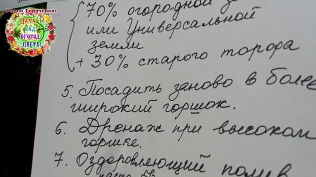 Почему хризантемы мультифлоры при посадке из горшка погибают в грунте? Можно ли их оживить и сохра.