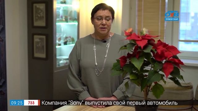 Как сохранить рождественскую звезду — пуансеттию в рубрике «Руки садовода»