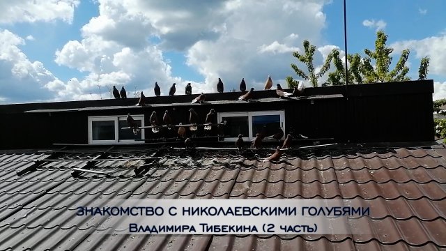 Николаевские голуби