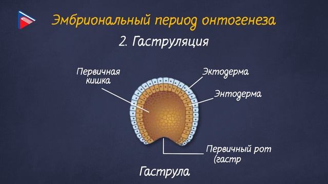10 класс - Биология - Онтогенез. Индивидуальное развитие организмов