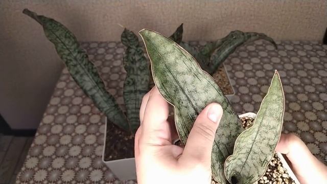 Сравнение Сансевиерия Кирки Пепито Сильвер, Кирки Вайт и Кирки Пепито Меркадо.