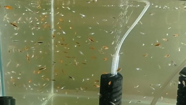 Кормление мальков Корм для малька Артемия корм для мальков