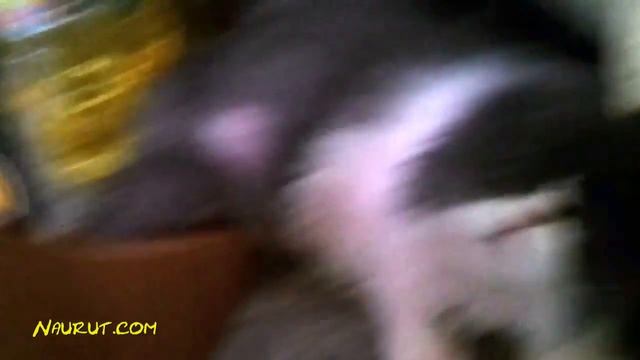 FUNNY ANIMALS ★ World's ANGRIEST CATS (HD) [Funny Pets]