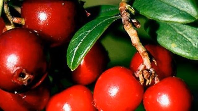 Польза брусники - это нужно знать