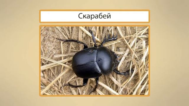Насекомые  Разнообразие насекомых  Удивительные насекомые