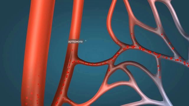 Кровеносные сосуды | Анатомия человека | Биология