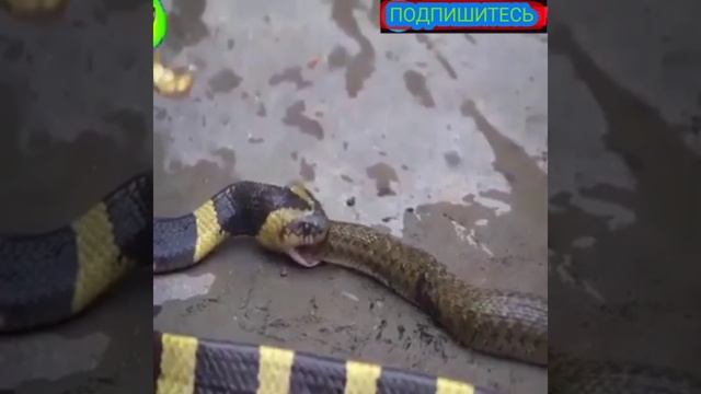Змея? против змея
