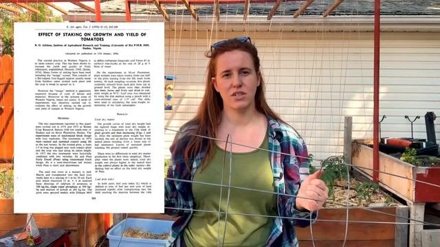 Science Behind Why You Should Trellis Tomato Plants. CHEAP Tomato Trellis Solution For 54 Tomatoes.