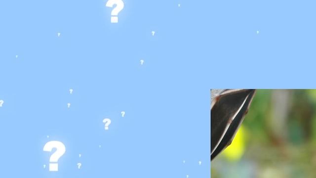 Animal Guessing Game! | Fun Puzzle Game for Children! | Kids Learning Videos