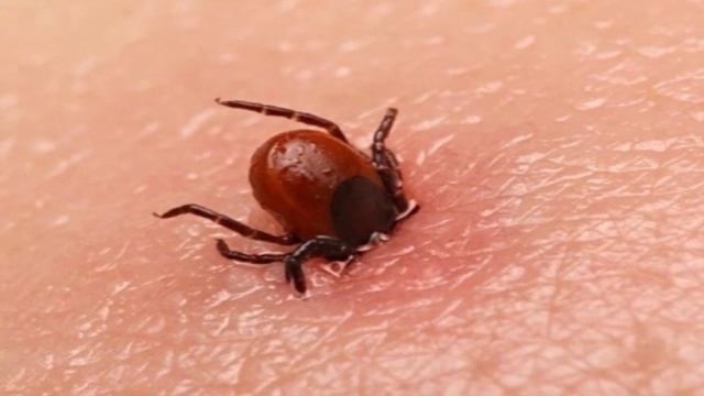 Как Выглядит КЛЕЩ. Поймали Живого Клеща