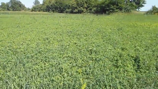 Выращивание люцерны Посев люцерны Люцерна Бизнес на люцерне Выращивание люцерны на сено Норма высев