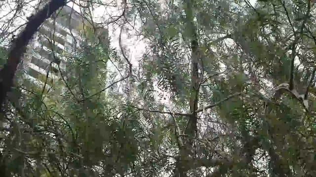 Цветы вне дома: альбиция, агава, акация и так далее...