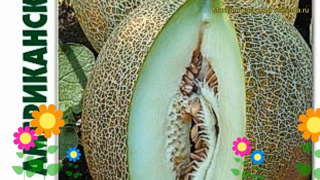 Дыня Американский ананас. Краткий обзор, описание характеристик cucumis melo Amerikanskij ananas