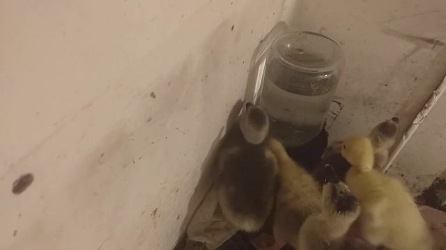 Как выращивать гусят