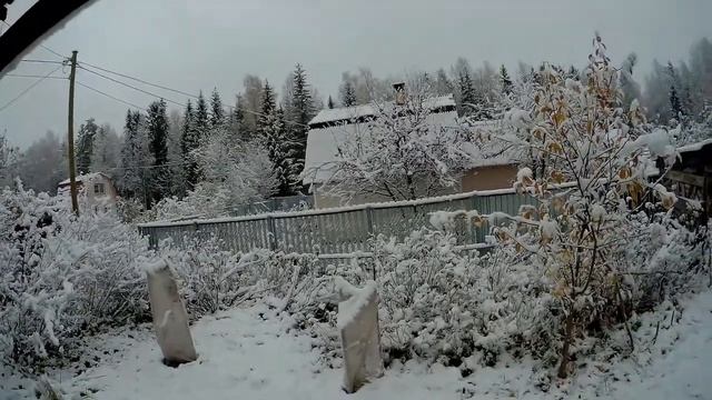 Как укрыть молодую яблоню на зиму