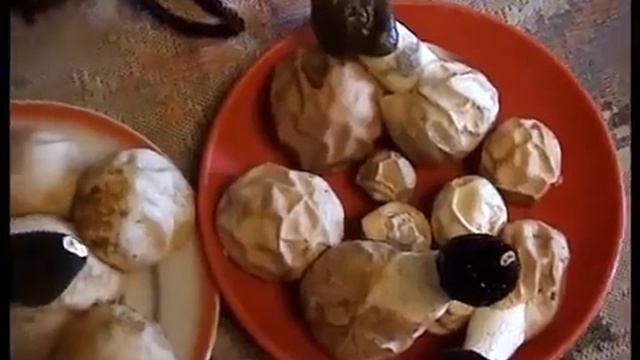 Грибы Веселки. Как приготовить настойку из гриба Веселка