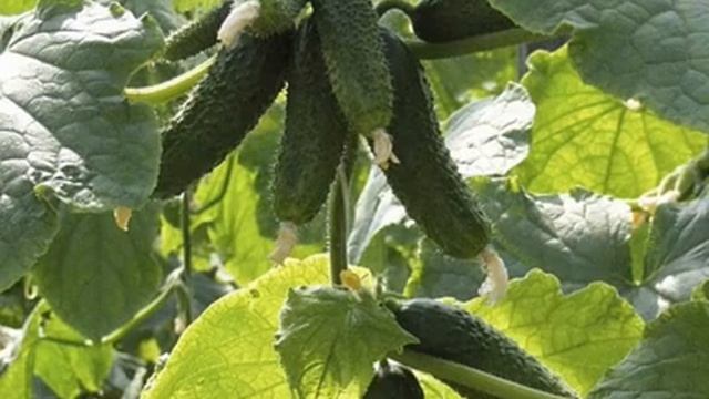 СОРТ ОГУРЦОВ АМУР - ОПИСАНИЕ - ХАРАКТЕРИСТИКА ОГУРЦА АМУР