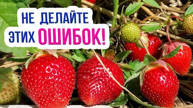 Как сажать клубнику осенью? Сажаю землянику так и получаю ШИКАРНЫЙ урожай!