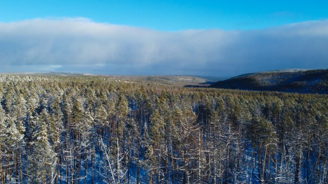 Заезд на промысловую охоту. Охота с лайками. Первый трофей.
