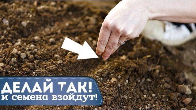 Советы и секреты посева семян овощей и зелени под зиму! Как и когда сеять семена под зиму?