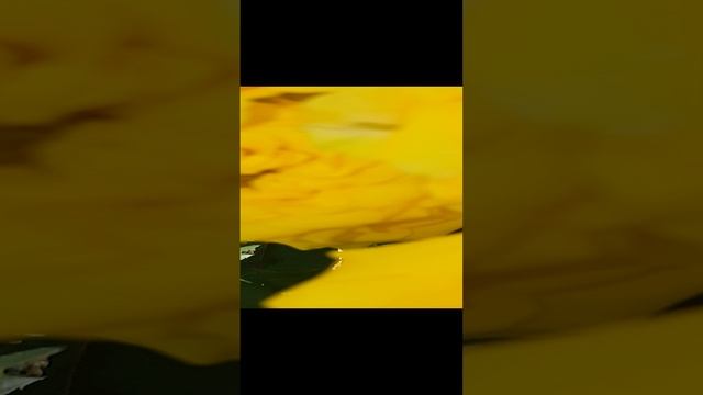 цветы.mp4