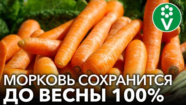 СДЕЛАЙТЕ ЭТО ПРИ ЗАКЛАДКЕ МОРКОВИ И СВЕКЛЫ НА ХРАНЕНИЕ, и они сохранятся до нового урожая!