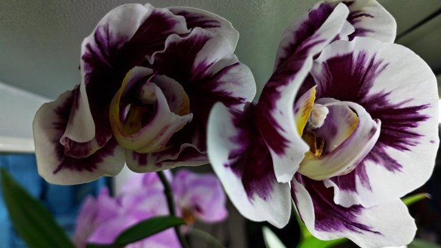 Орхидея фаленопсис VooDoo-ВУду "Колдовская орхидея". Орхидея "ШАМАН". #phalaenopsis #orchid #орхидея