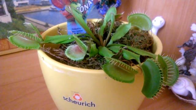 Моя Венерина мухоловка . Об уходе и не только!